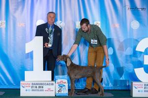 slovakian-wire-haired-pointer-danibull-brownie-(9)